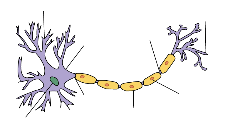 Neuron and myelin sheat CMT